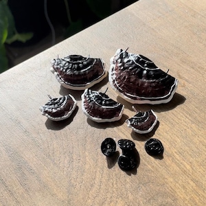 Mushroom Pins/Shelf fungi, dark brown (Set of 5)