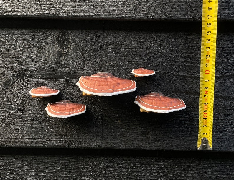 Plakpaddestoelen/plankschimmels, bruin set van 5, HUURVRIENDELIJK afbeelding 10