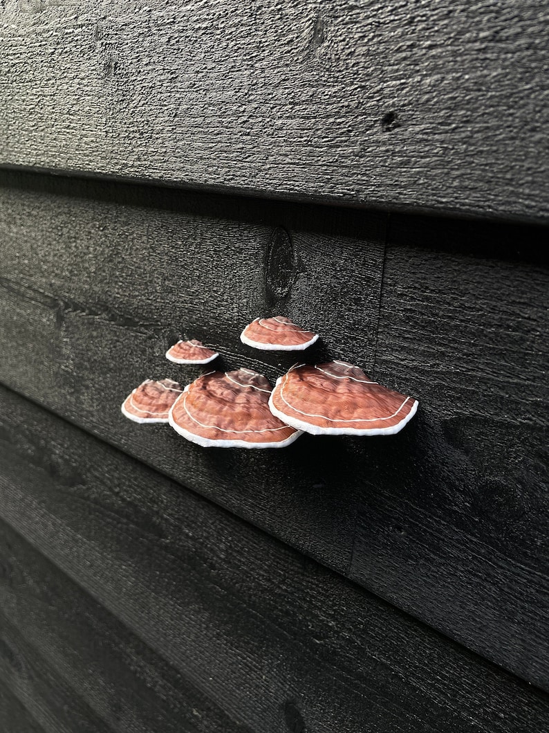 Plakpaddestoelen/plankschimmels, bruin set van 5, HUURVRIENDELIJK afbeelding 5