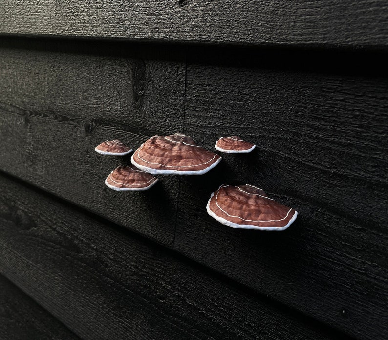 Plakpaddestoelen/plankschimmels, bruin set van 5, HUURVRIENDELIJK afbeelding 3