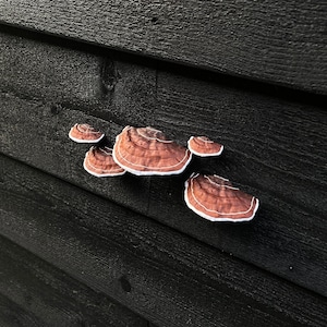 Plakpaddestoelen/plankschimmels, bruin set van 5, HUURVRIENDELIJK afbeelding 6