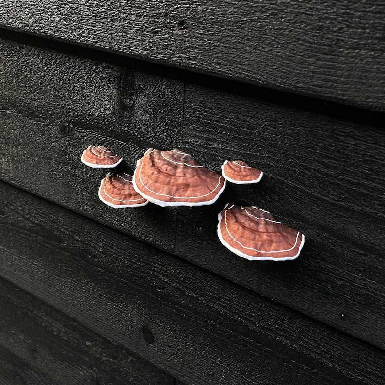 Plakpaddestoelen/plankschimmels, bruin set van 5, HUURVRIENDELIJK afbeelding 6