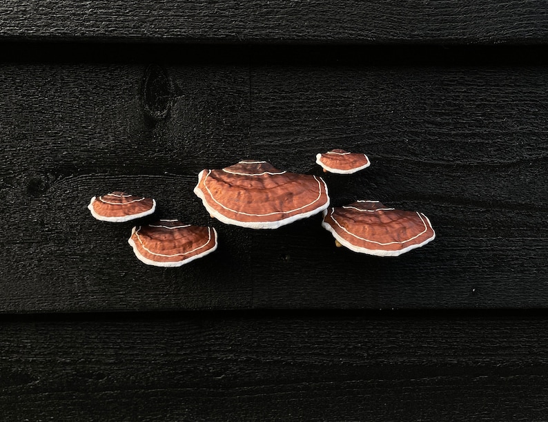 Plakpaddestoelen/plankschimmels, bruin set van 5, HUURVRIENDELIJK afbeelding 8