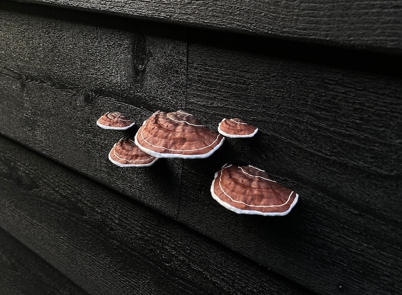 Plakpaddestoelen/plankschimmels, bruin set van 5, HUURVRIENDELIJK afbeelding 1