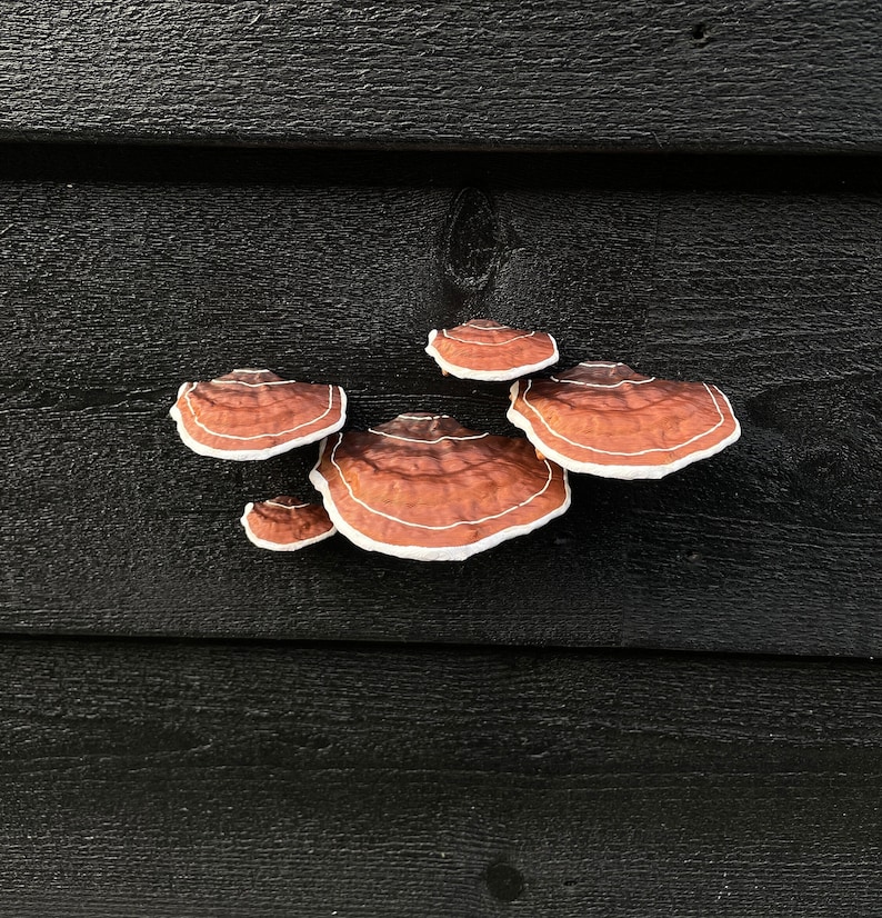 Plakpaddestoelen/plankschimmels, bruin set van 5, HUURVRIENDELIJK afbeelding 7