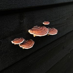 Plakpaddestoelen/plankschimmels, bruin set van 5, HUURVRIENDELIJK afbeelding 2