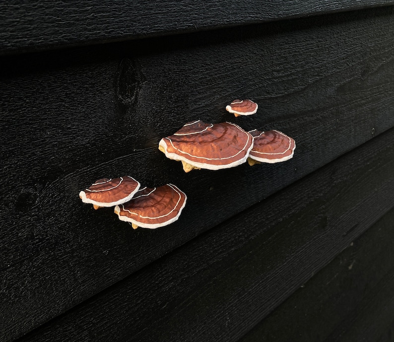 Plakpaddestoelen/plankschimmels, bruin set van 5, HUURVRIENDELIJK afbeelding 2