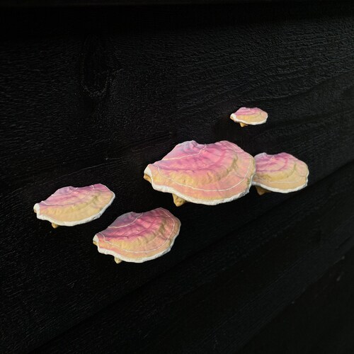 stick-on Mushrooms/Shelf fungi, Fairycore (set of 5), RENTER FRIENDLY