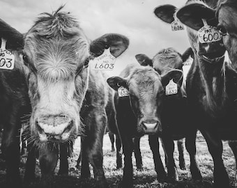 Picture of Red Angus Cows in Black and White