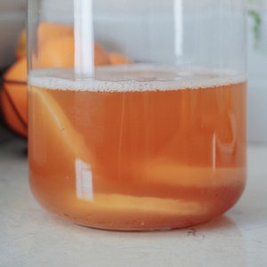 Kombucha SCOBY Hotel | Live Probiotics | Gut Health | Home Brew Kombucha | Strong Starter Tea | Kombucha Pellicle
