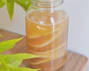 Jun Organic Honey Green Tea SCOBY | Authentic Jun Probiotic Culture | Champagne of Kombucha | Fermenting Instructions | Probiotic Tea