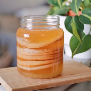 Kombucha SCOBY Pellicle STRONG Starter Tea Probiotic Culture Home Brew Kombucha Fermented Food & Drinks Sustainable Creative Gift image 1