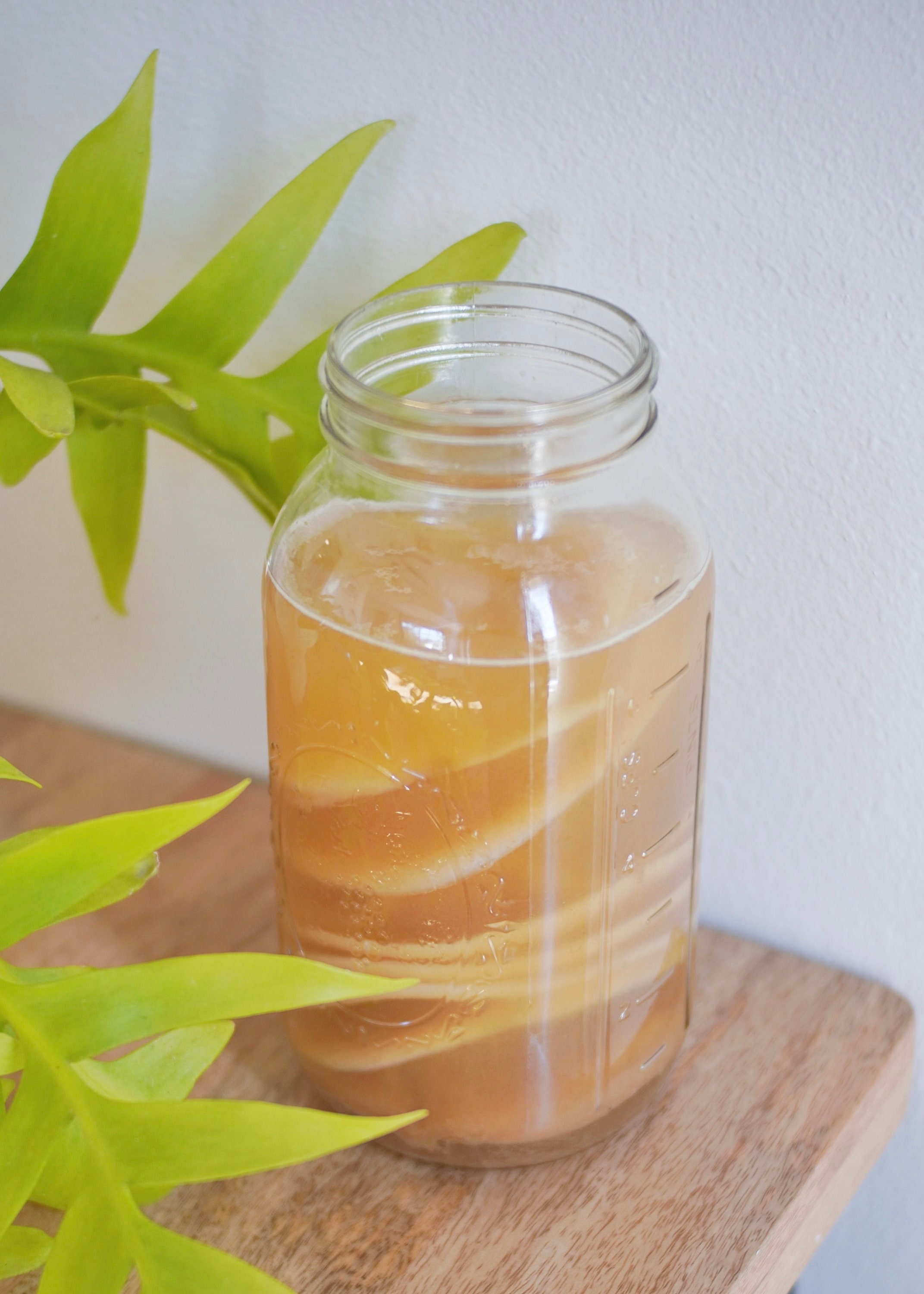 Jun Organic Honey Green Tea SCOBY | Authentic Jun Probiotic Culture | Champagne of Kombucha | Fermenting Instructions | Probiotic Tea