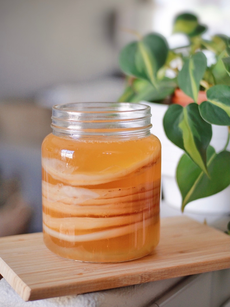 Kombucha SCOBY Pellicle STRONG Starter Tea Probiotic Culture Home Brew Kombucha Fermented Food & Drinks Sustainable Creative Gift image 1