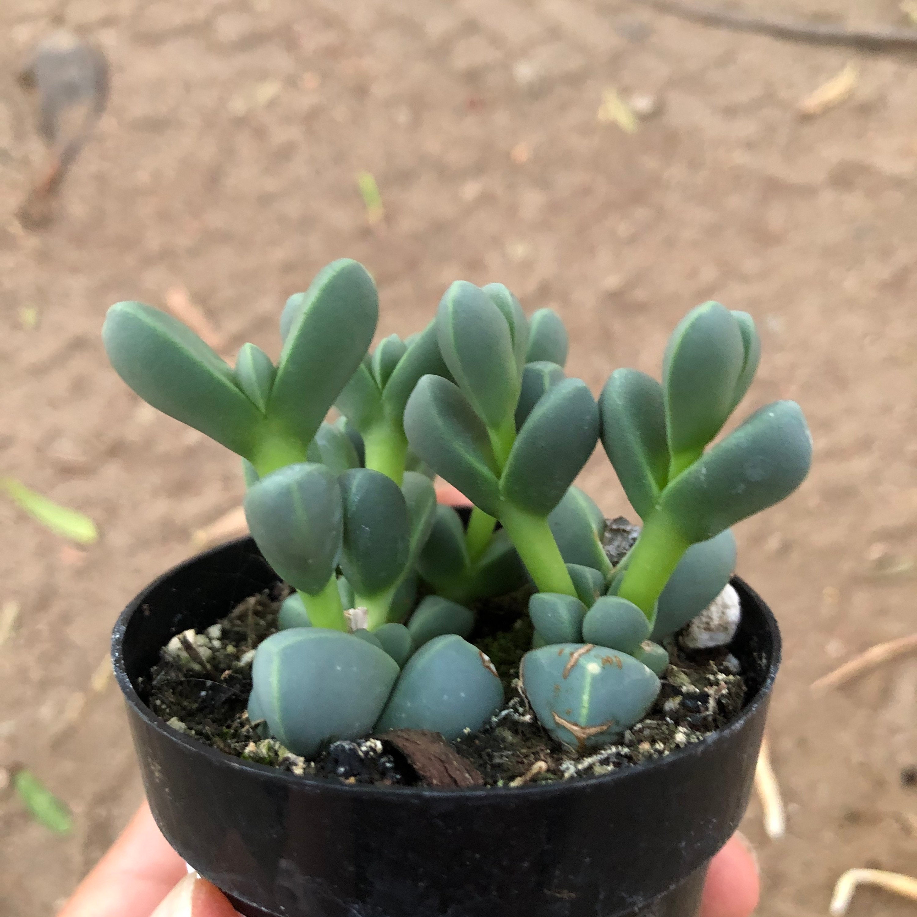 2.5 Beads Lampranthus / Braunsia maximiliani mimicry | Etsy