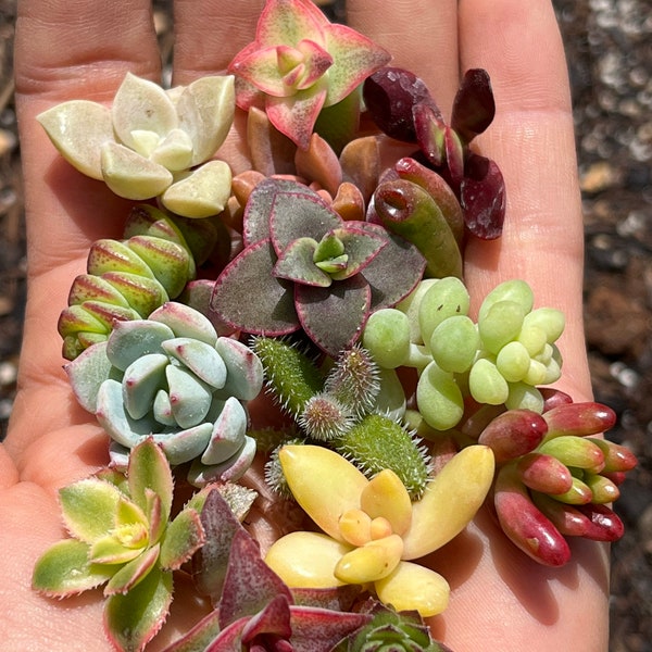 Pixie Succulent Cuttings | Fairy Garden Plants | Beautiful Color and Variety | Art and Crafts | Hand Selected | Live Plant Clippings
