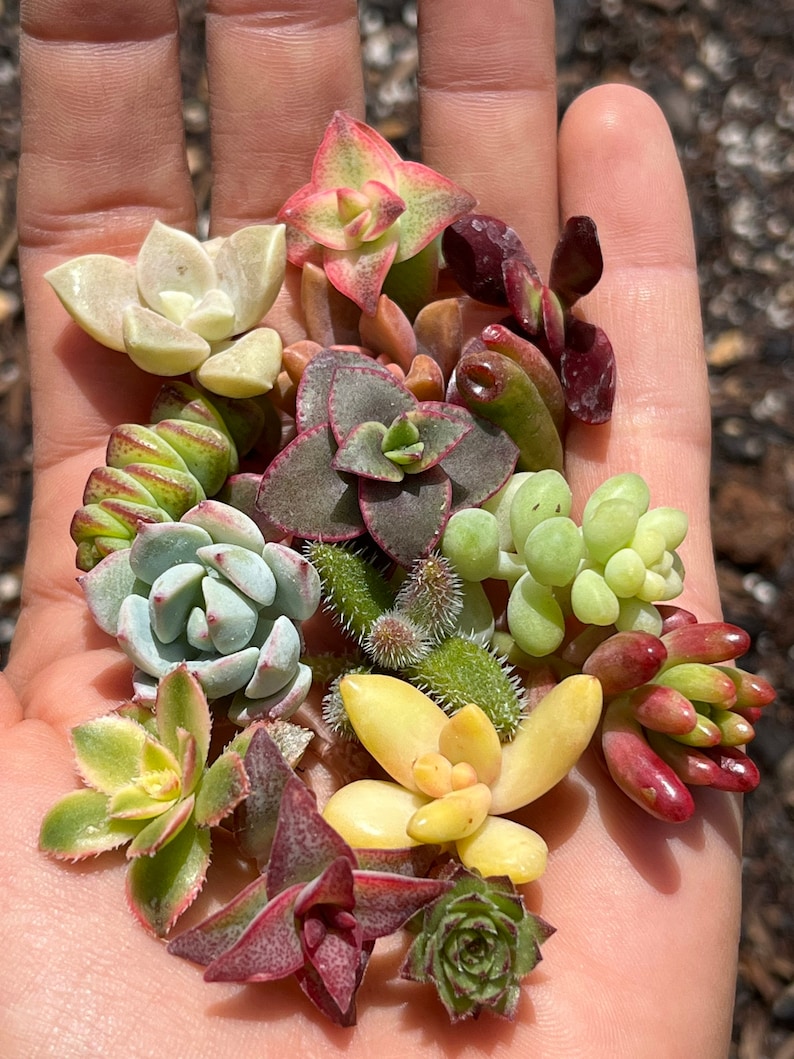 Fairy garden succulents