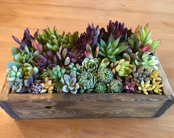 9x7” Large Succulent Planter Box Centerpiece | Hand-crafted planter box with beautiful variety of hand-selected succulents | DIY Arrangement