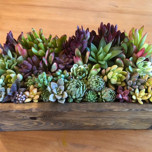 9x7” Large Succulent Planter Box Centerpiece | Hand-crafted planter box with beautiful variety of hand-selected succulents | DIY Arrangement