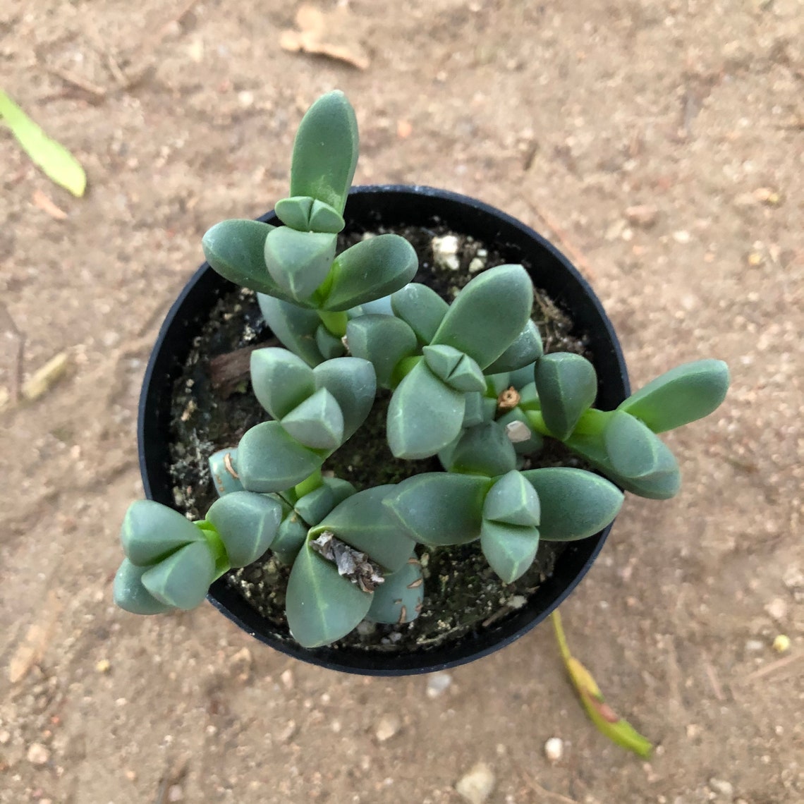 2.5 Beads Lampranthus / Braunsia maximiliani mimicry | Etsy
