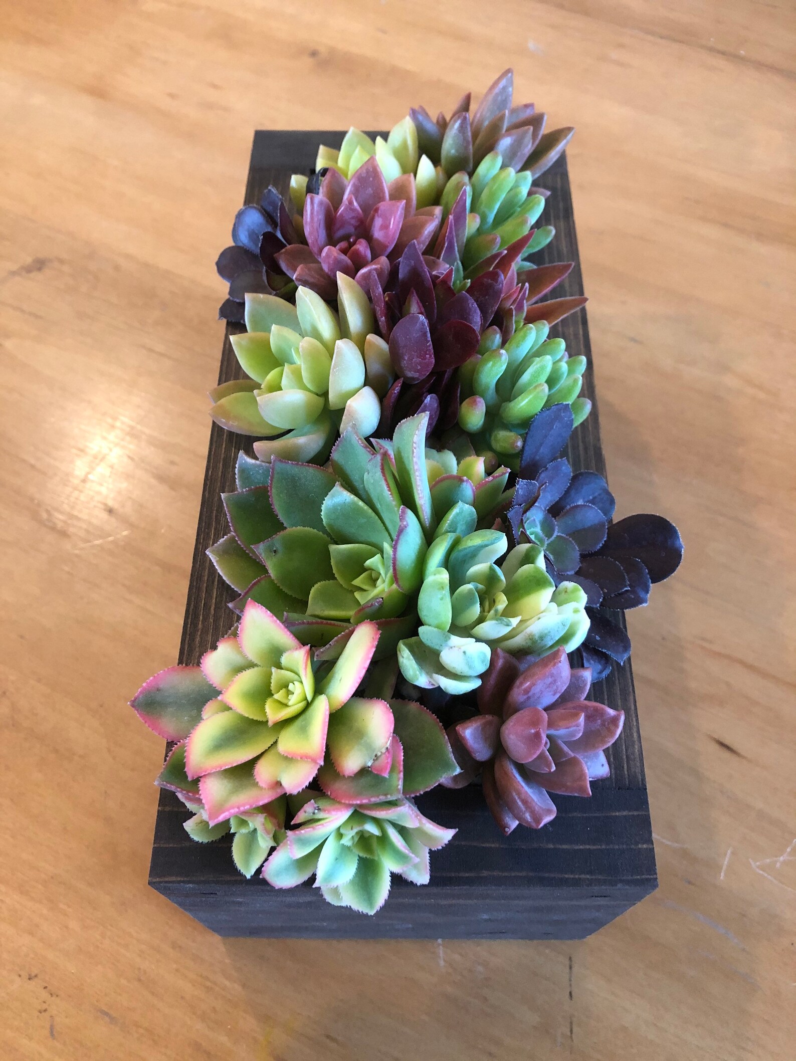 9 DIY Colorful Coral Reef Succulent Centerpiece Planter Box. Etsy