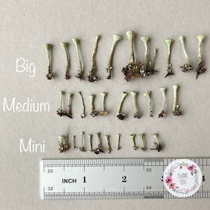 Op de afbeelding: Een liniaal met inch-markeringen wordt gebruikt om de grootte van gedroogde, lichtgroene, paddenstoelvormige objecten te meten. De objecten zijn gelabeld met "Groot", "Medium" en "Mini".