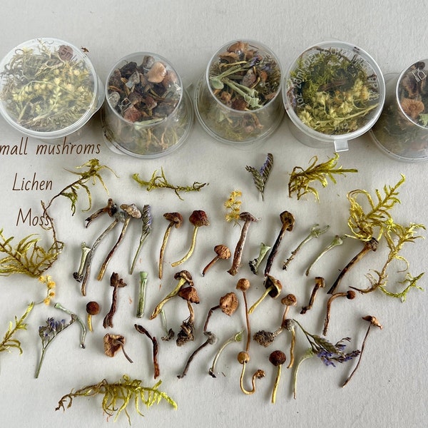 25 gedroogde paddenstoelen Kleine paddenstoelen Gedroogd mos Acons Hars Terrariumplanten Mosplanten set in doos Wilde bloemenmix Craft sipply