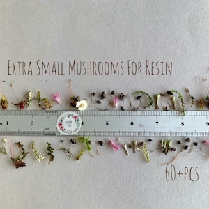 Può includere: Un righello lungo 25,4 cm con una varietà di piccoli funghi, muschio e fiori secchi disposti lungo il righello. Il testo "EXTRA SMALL MUSHROOMS FOR RESIN" è nella parte superiore dell'immagine e "60+PCS" è nella parte inferiore.