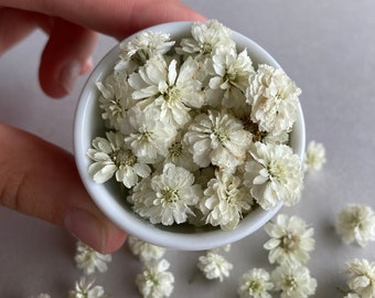 Exclusive Dried Flowers Mini Mushrooms Craft By Natureinmeshop
