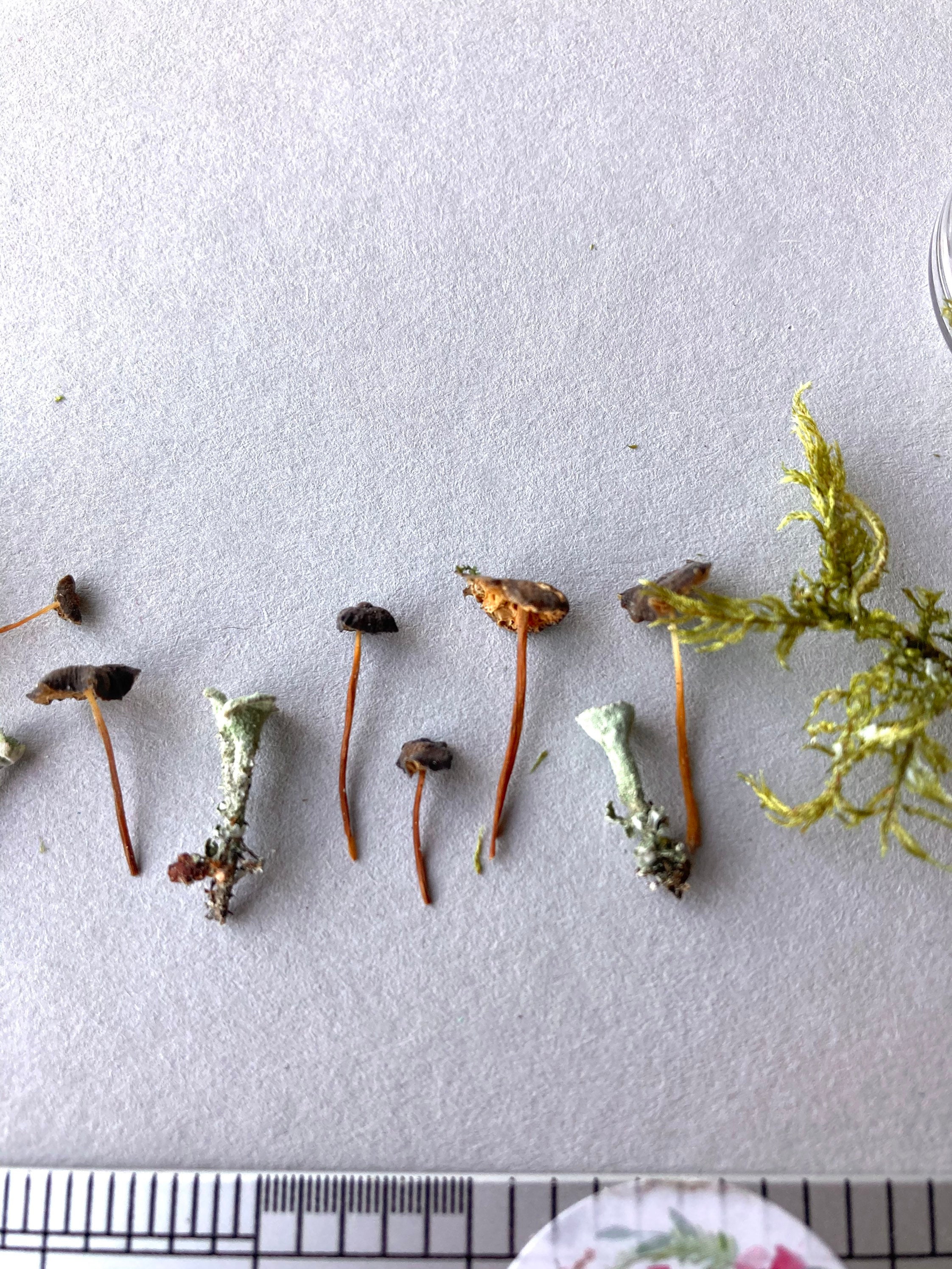Tiny mushrooms for resin Mini dried mushrooms small Miniature Etsy