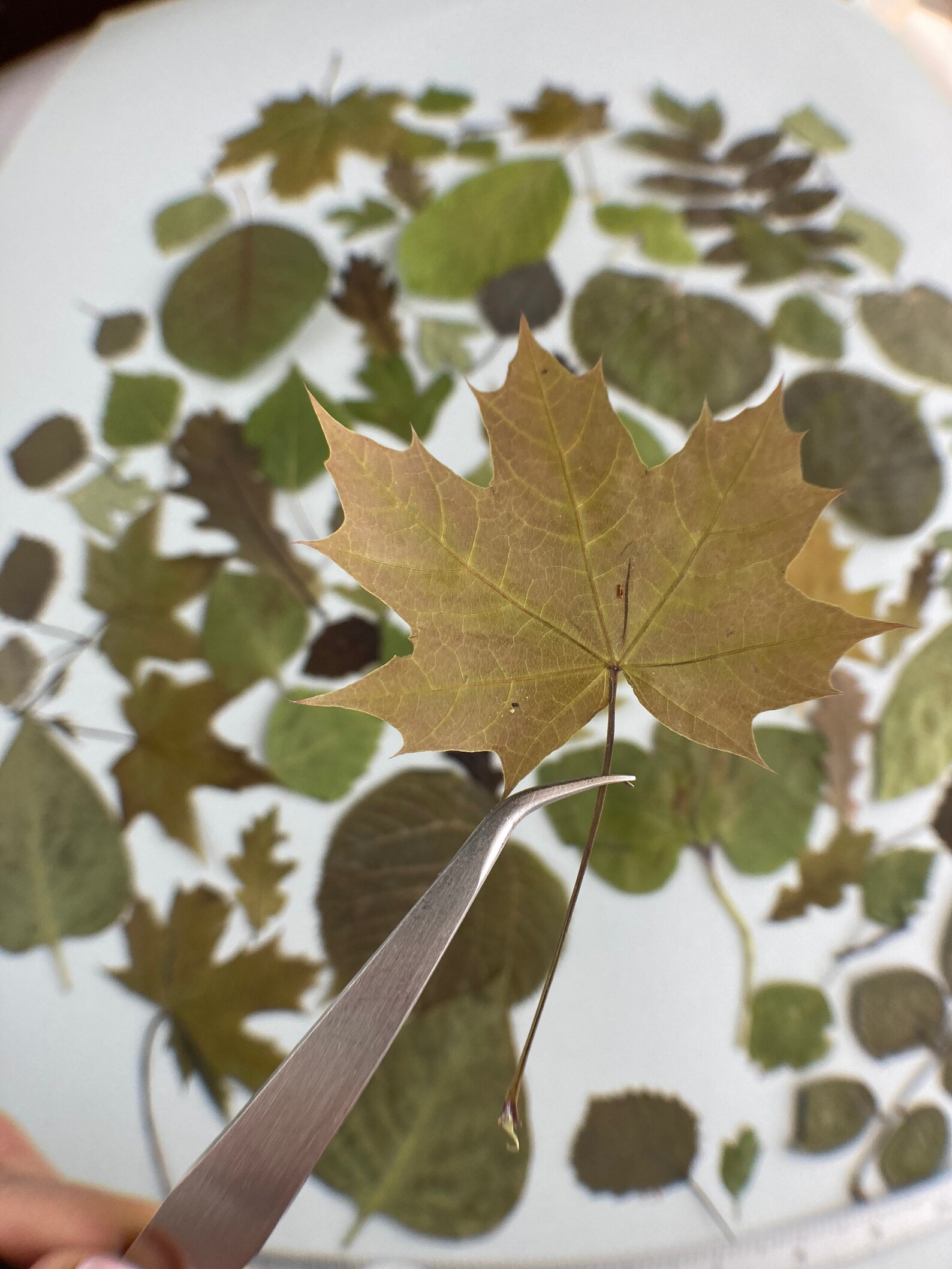 Pressed leaves set 60 pcs Mix green pressed leaves Pressed Etsy