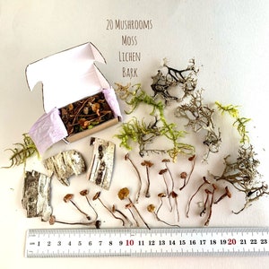 Może przedstawiać: Kolekcja 20 miniaturowych grzybów, mchu, porostów i kory w małym pudełku. Elementy są ułożone na białym tle z linijką do skalowania. Linijka mierzy w centymetrach.