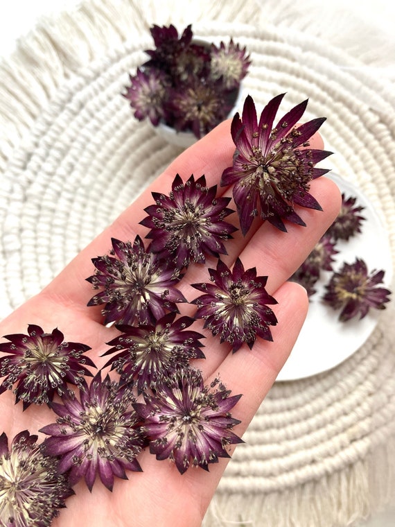 Pequeñas flores moradas secas para joyería de resina Pequeñas flores secas  Plantas Flores secas Flores diminutas para epoxi Flores de velas secas  rojas -  México