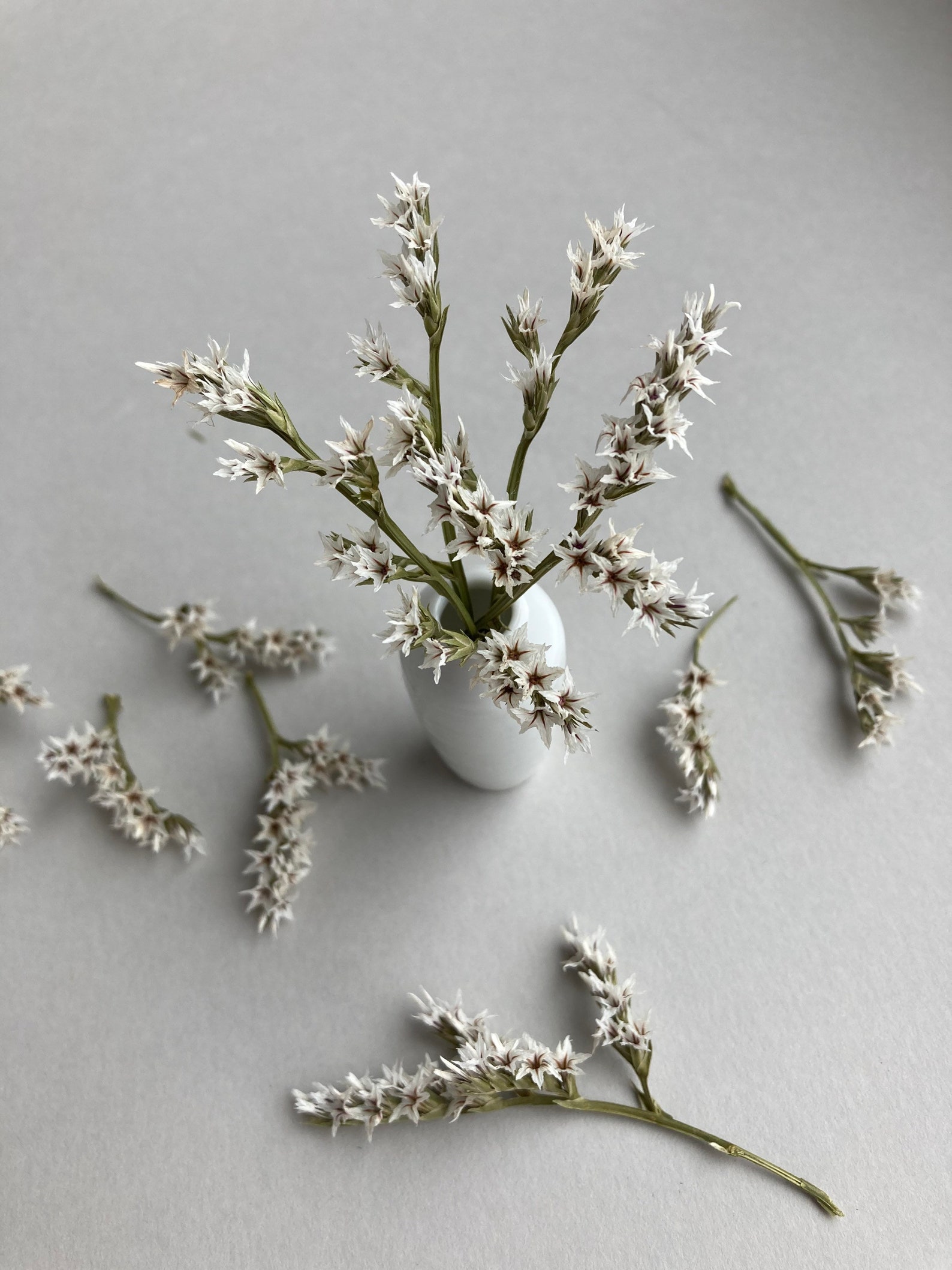 10/20/30 Pcs Tiny Dried White Flowers for Resin Herbs Dried Etsy
