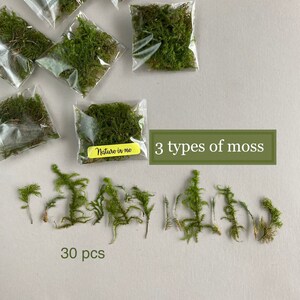 Musgo verde prensado 30 peças Plantas secas Musgo prensado Musgo verde seco Musgo seco real Plantas para artesanato Musgo natural prensado Fabricação de cartões