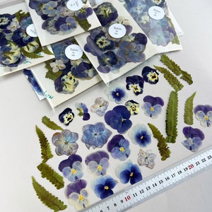 Blue pressed flowers edible flowers Pressed flower mix set Pressed fern pansies Tiny dried flowers Blue dried Pansies for cakes