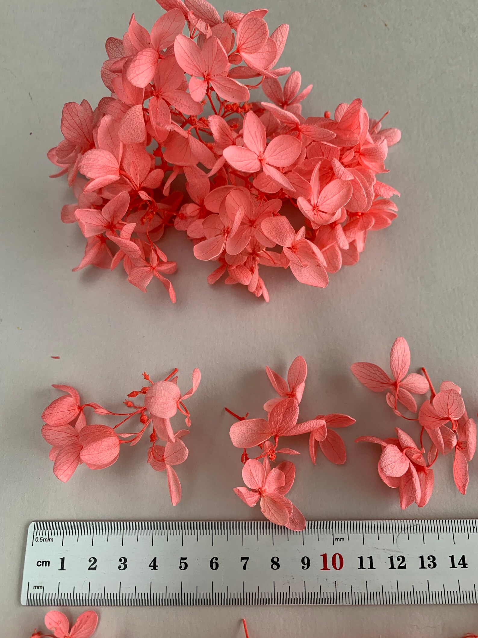 Dried Hydrangea Dried Peach Hydrangea Real Dried Flowers for Etsy