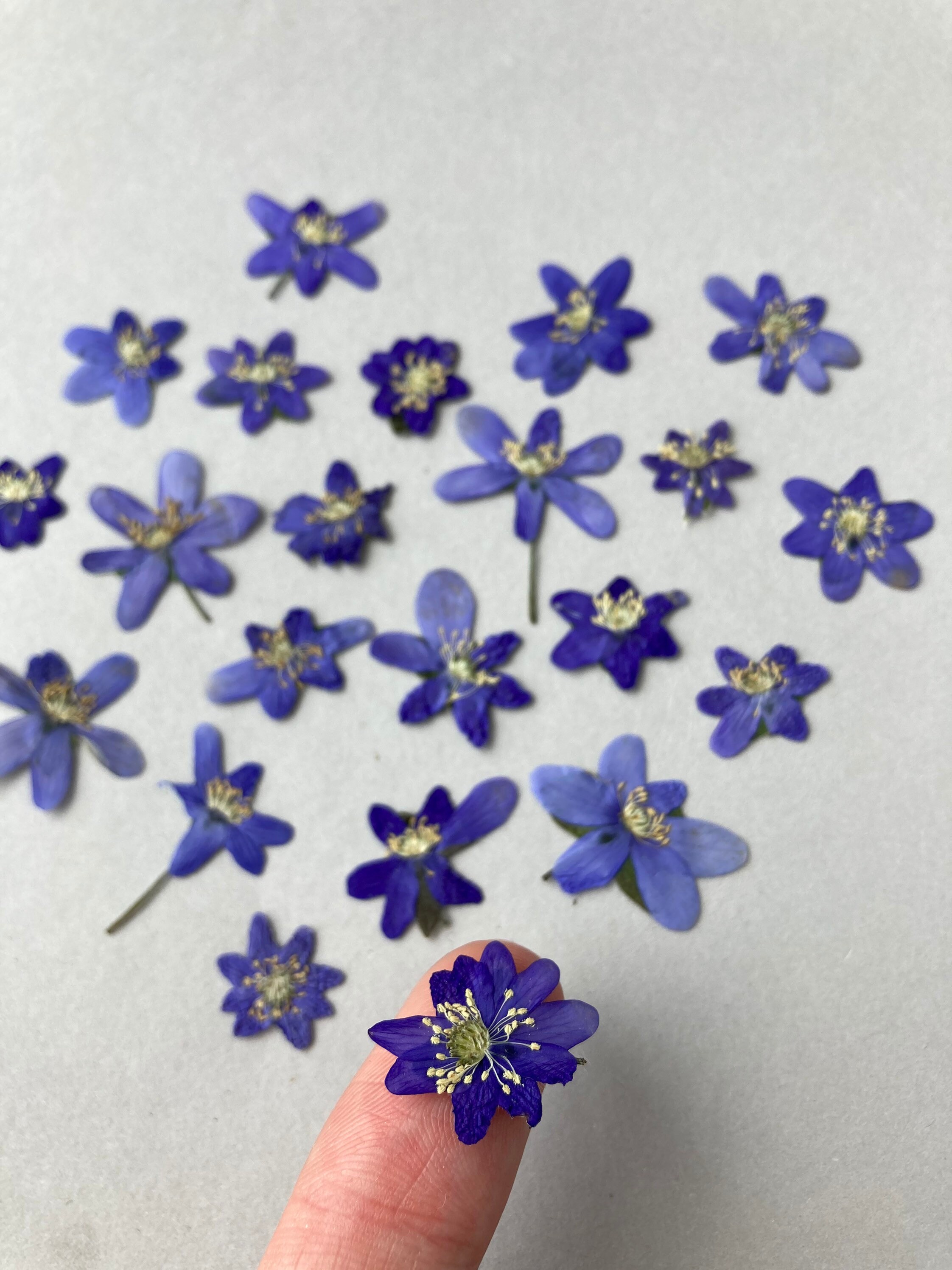 Blue dried flowers 10/20 pcs Blue pressed hepatica Spring blue Etsy