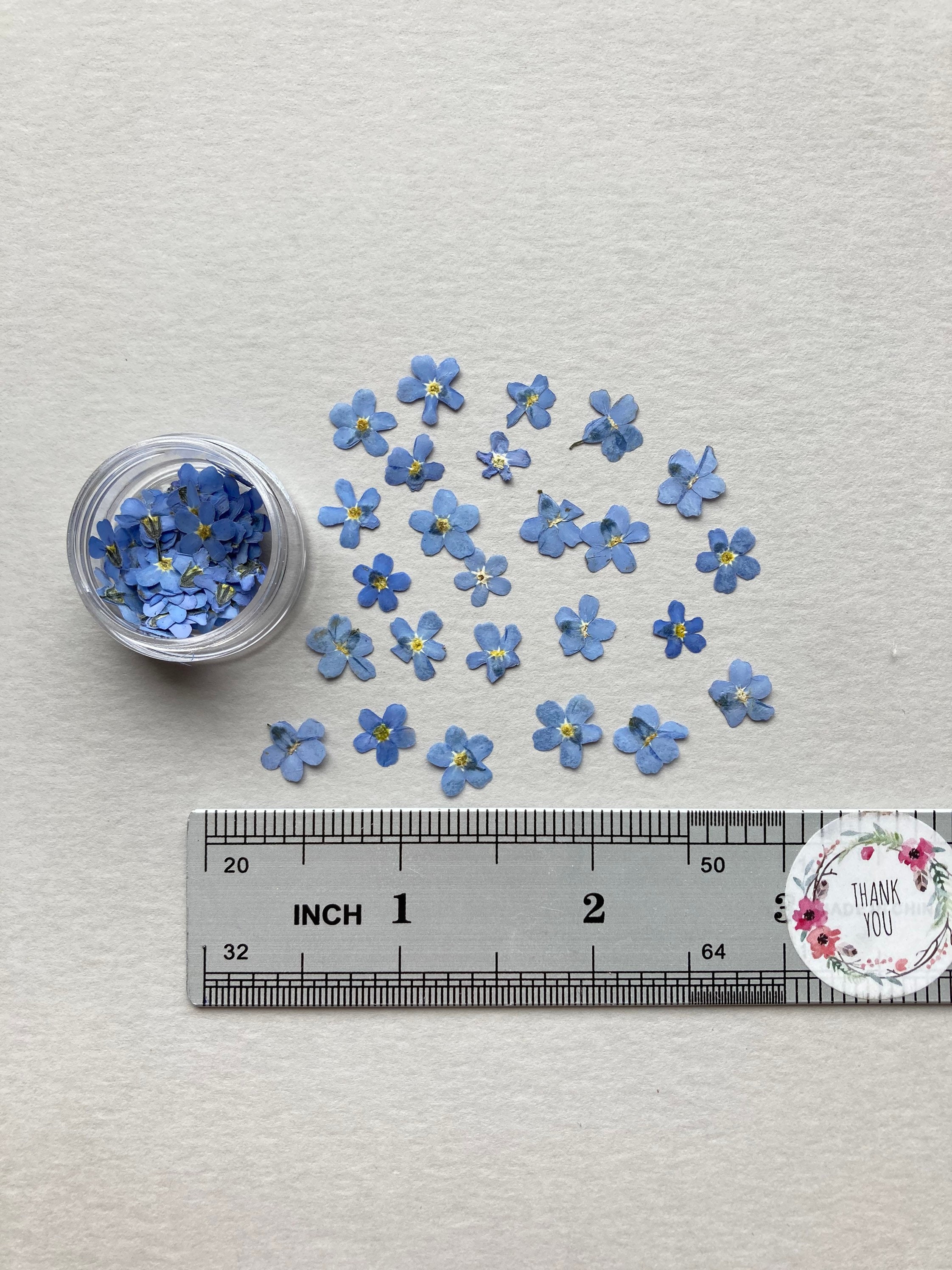 Pressed me nots 25/50 pcs Blue me nots Pressed Etsy