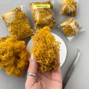 Musgo naranja preservado Plantas secas Musgo de resina Musgo seco amarillo Musgo de pelusa real Plantas artesanales Musgo natural para resina Flores epoxi