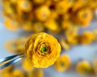 Dried ranunculus 10/20pcs Dried flower for resin jewelry Yellow pressed flowers Yellow dried flowers Real dried flowers Small dried plants