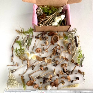 Dried small mushrooms Set of 120 pcs tiny little fungus Birch bark moss pixie cup for Resin jewelry Plants set in box Wild Flower mix box