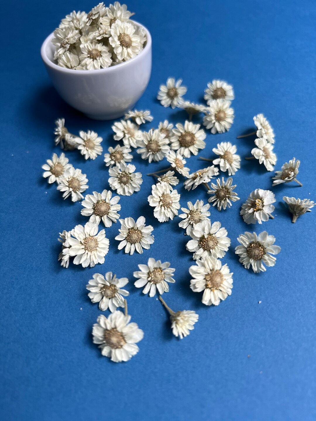 Dried White Pearl Flowers Flowers for Resin Tiny Flowers Dried Etsy