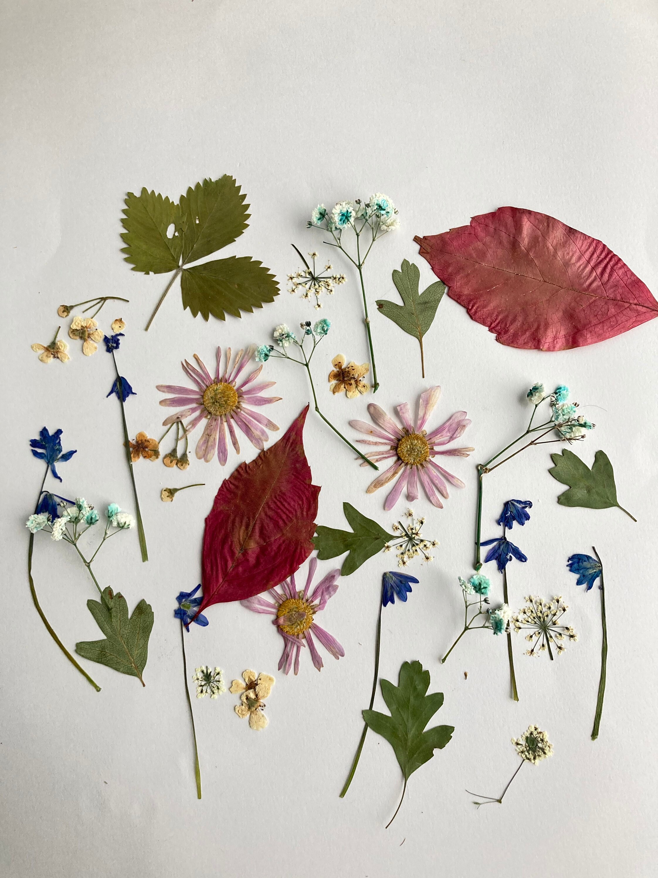 Pressed flowers for resin 25 pcs Pressed Spring flower set Red Etsy