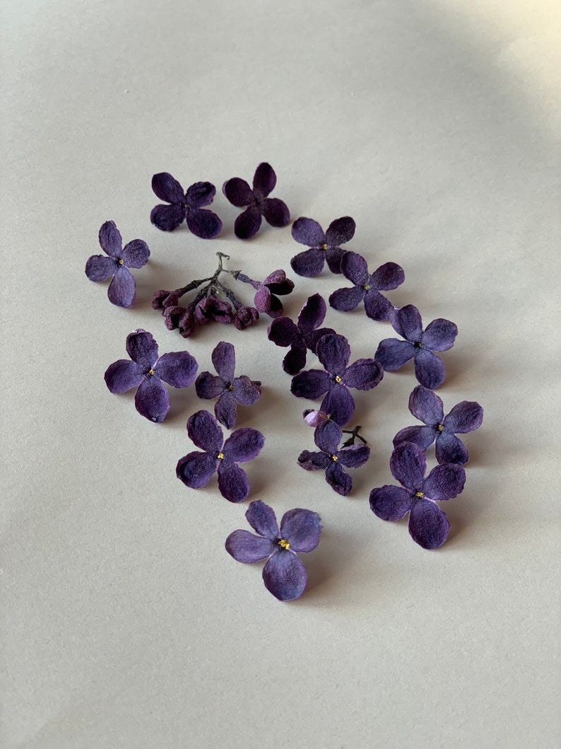 Lilac Dried Flowers Purple Pressed Flowers 10/20/30 Pcs Etsy