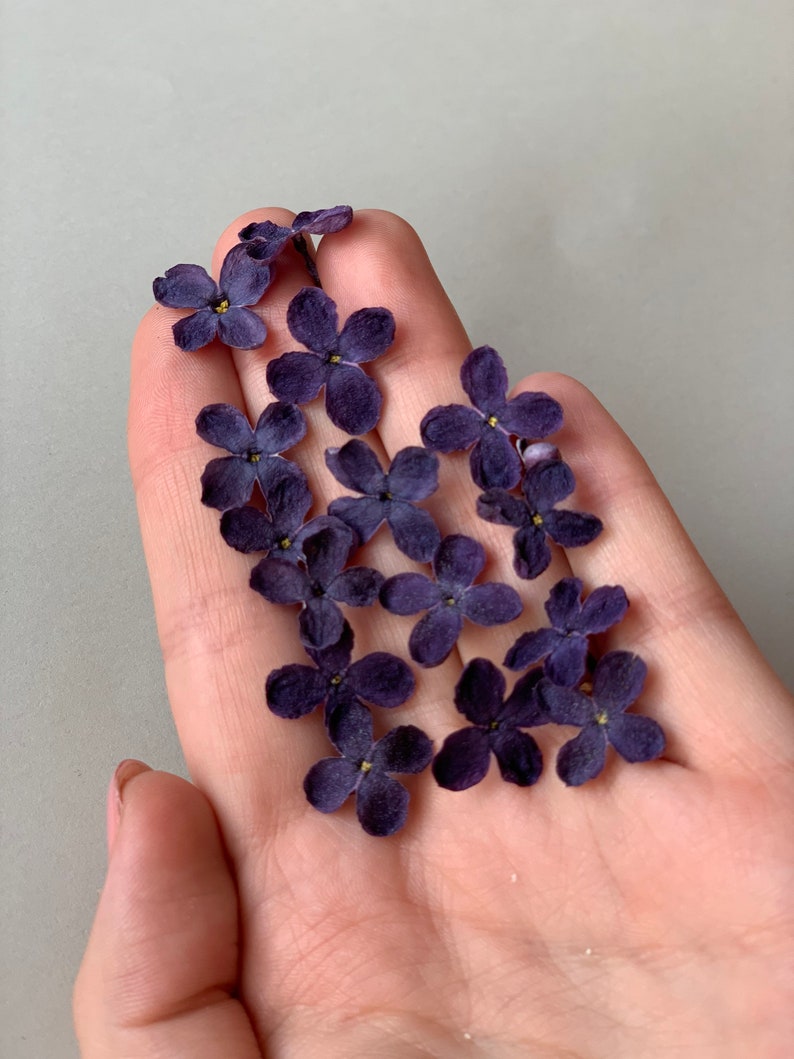 Lilac Dried Flowers Purple Pressed Flowers 10/20/30 Pcs Etsy