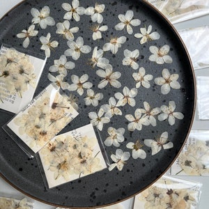 Tiny Real pressed flowers Pressed blossom flowers White Floral craft supplies Boho white plants Pressed small Ivory flowers for resin