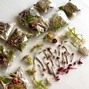 15 Dried mushrooms for resin Mini dried mushrooms small Miniature mushrooms art Fairy garden plants Tiny mushrooms  for resin Moss Fern