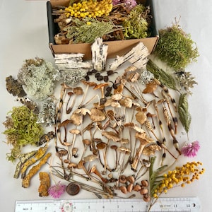 Dried mushrooms for terrarium Tiny mushrooms Dried moss Acons Resin Terrarium plants Moss Plants set in box Wild Flower mix Craft sipply