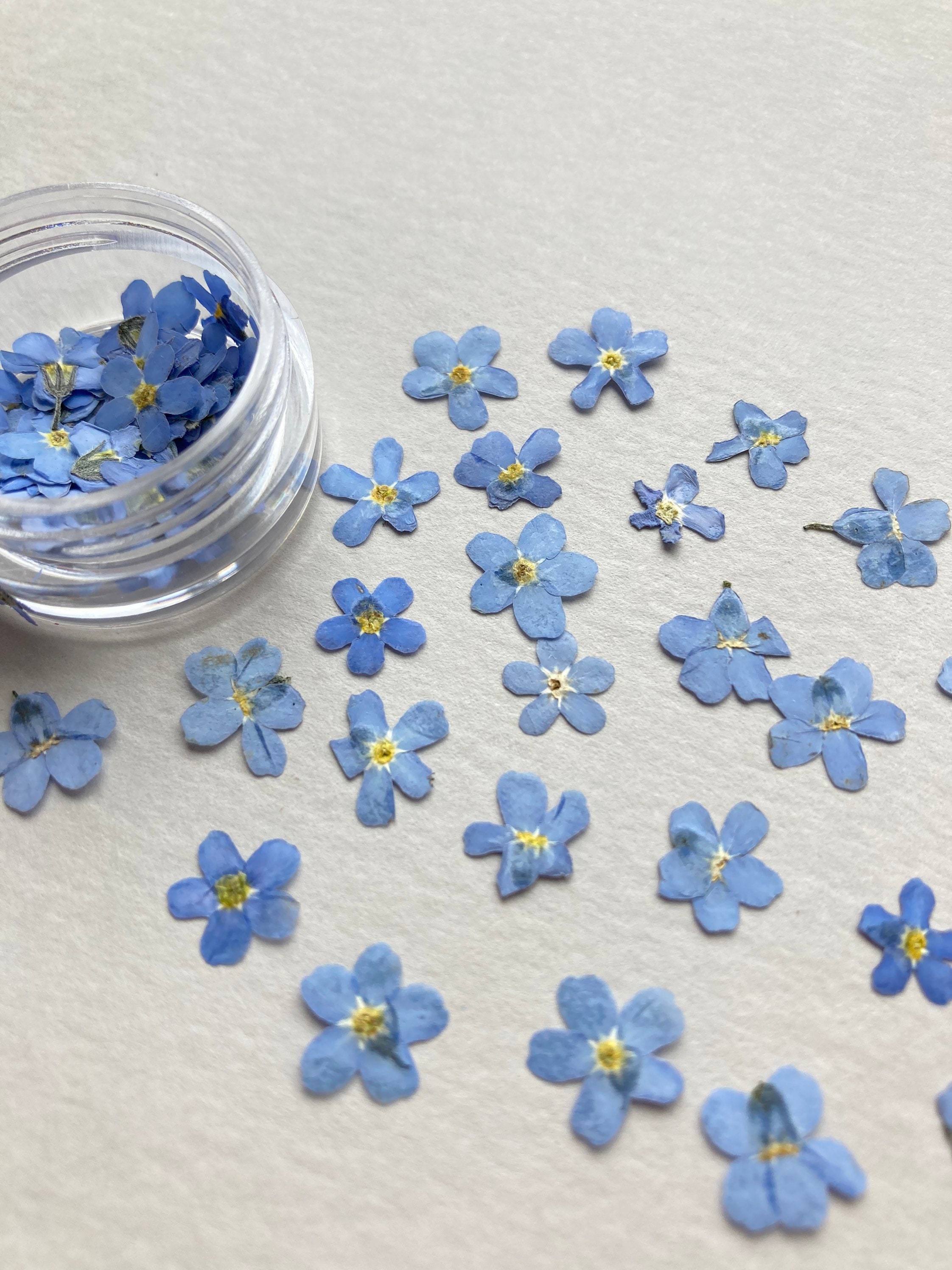 Pressed me nots 25/50 pcs Blue me nots Pressed Etsy